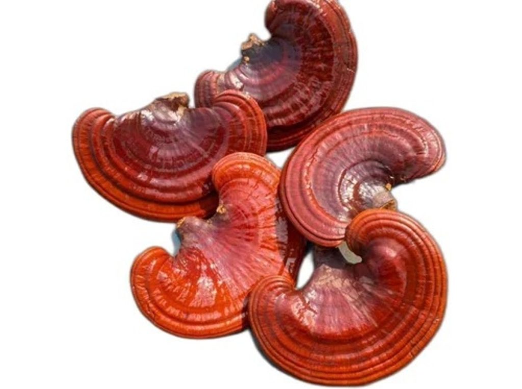 Reishi Mushroom Market