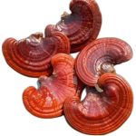 Reishi Mushroom Market